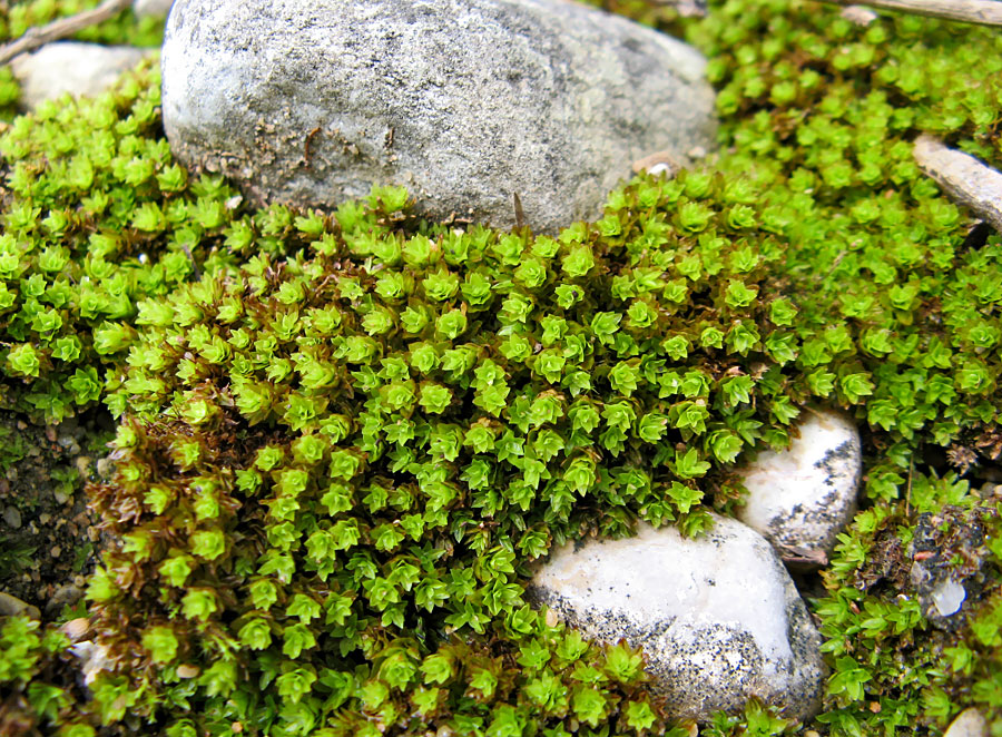 Мхи растения многолетние. Мшанка шиловидная 'Green Moss'. Почвопокровные многолетники Мшанка. Монте Карло почвопокровное. Почвопокровные грыжник.